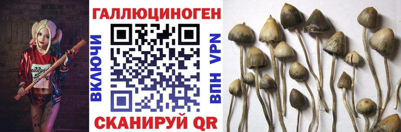 закладки Балей Галлюциногенные грибы MAGIC MUSHROOMS